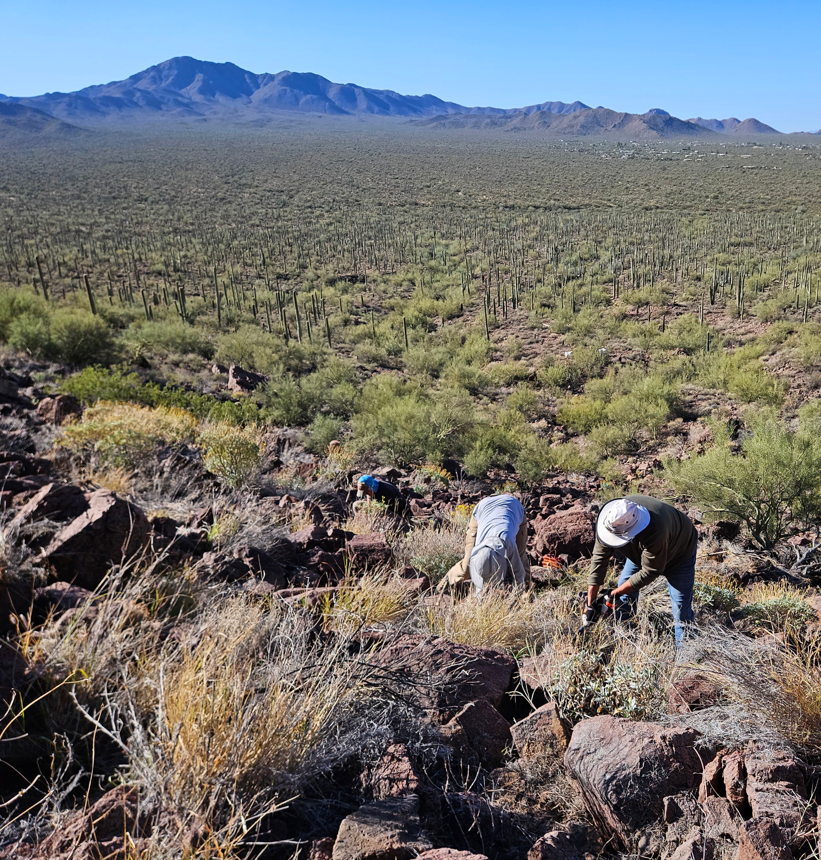 People working in a desert landscape, surrounded by greenery and mountains in the background.